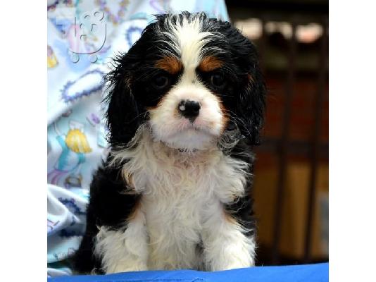 Cavalier King Charles spaniel - blenheim και tricolor